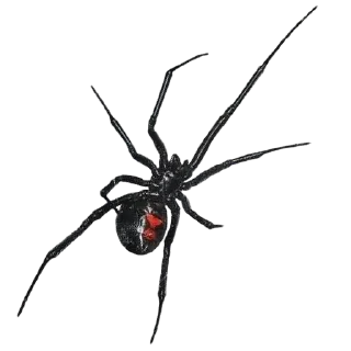 ⚪️ emoji Spiders 🕷️🕷️ Telegram sticker 13 of 15