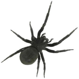 ⚪️ emoji Spiders 🕷️🕷️ Telegram sticker 7 of 15