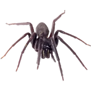 ⚪️ emoji Spiders 🕷️🕷️ Telegram sticker 10 of 15