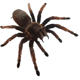 ⚪️ emoji Spiders 🕷️🕷️ Telegram sticker 9 of 15