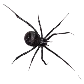 ⚪️ emoji Spiders 🕷️🕷️ Telegram sticker 5 of 15