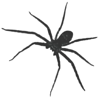 ⚪️ emoji Spiders 🕷️🕷️ Telegram sticker 1 of 15