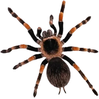 ⚪️ emoji Spiders 🕷️🕷️ Telegram sticker 6 of 15