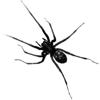 ⚪️ emoji Spiders 🕷️🕷️ Telegram sticker 8 of 15