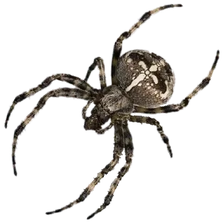 ⚪️ emoji Spiders 🕷️🕷️ Telegram sticker 12 of 15