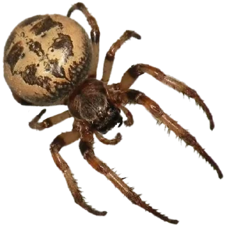 ⚪️ emoji Spiders 🕷️🕷️ Telegram sticker 11 of 15