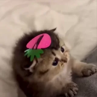 Sticker from котики🐾