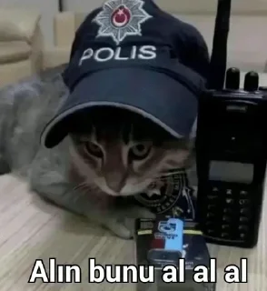 🐱 emoji @Mertadmiinn @AsenaUserBot Paketi 1 Telegram sticker 11 of 120