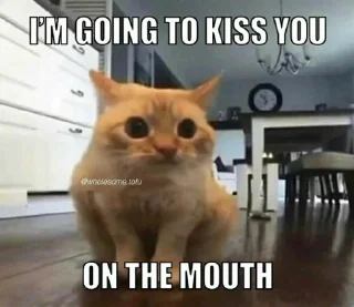 😽 emoji gatti molto belli davvero sono serio Telegram sticker 19 of 85