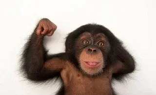 🤛 emoji Monkey Telegram sticker 18 of 48