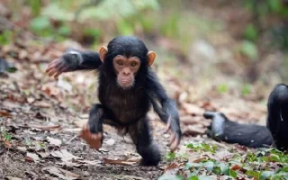 👊 emoji Monkey Telegram sticker 14 of 48