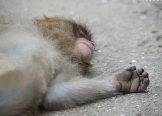 😞 emoji Monkey Telegram sticker 20 of 48