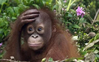 😨 emoji Monkey Telegram sticker 6 of 48