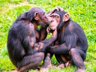 ♥️ emoji Monkey Telegram sticker 16 of 48