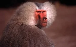 😡 emoji Monkey Telegram sticker 7 of 48