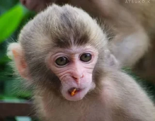 😒 emoji Monkey Telegram sticker 19 of 48