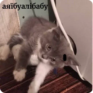 😼 emoji Українські меми від @buterrka 😦 Telegram sticker 4 of 18