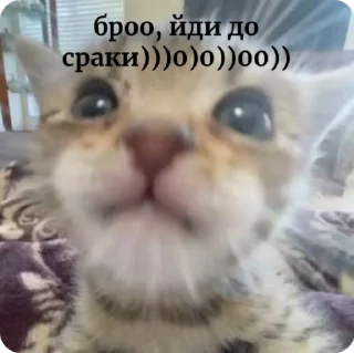 😠 emoji Українські меми від @buterrka 😦 Telegram sticker 11 of 18
