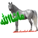 😍 emoji Kurdish horse Telegram sticker 14 of 38
