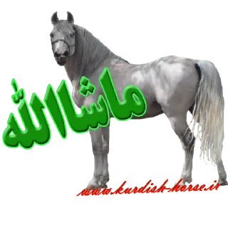 😍 emoji Kurdish horse Telegram sticker 10 of 45