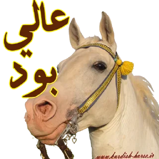 👌 emoji Kurdish horse Telegram sticker 13 of 45