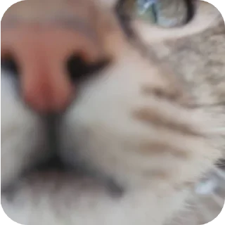 😾 emoji @ThisIsPeach Telegram sticker 5 of 120