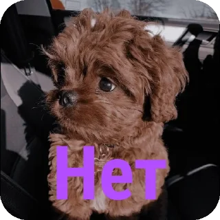 🐶 emoji Для друзей Telegram sticker 20 of 36