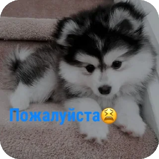🐱 emoji Для друзей Telegram sticker 23 of 36