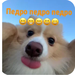 🐶 emoji Для друзей Telegram sticker 22 of 36