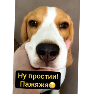 🐶 emoji Для друзей Telegram sticker 12 of 36