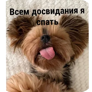 🐶 emoji Для друзей Telegram sticker 16 of 36
