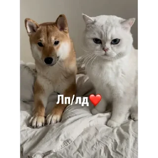 🐱 emoji Для друзей Telegram sticker 24 of 36