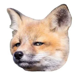 Sticker from Il Volpo