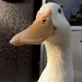 😀 emoji Duck Duck - @StickersCamp Telegram sticker 23 of 40