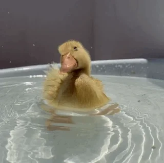 🛁 emoji Duck Duck - @StickersCamp Telegram sticker 19 of 40
