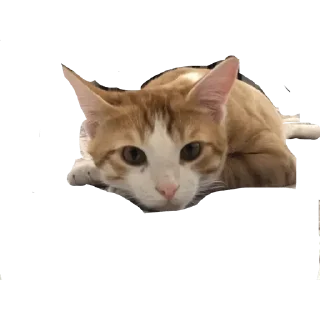 😾 emoji JTR Favs Telegram sticker 11 of 120