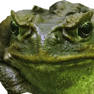 😐 emoji ZHABKI — @stckrRobot Telegram sticker 8 of 102