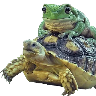 🐸 emoji ZHABKI — @stckrRobot Telegram sticker 18 of 102