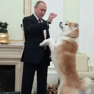 🐶 emoji Больше стикеров → @funny_stickerss Telegram sticker 21 of 49