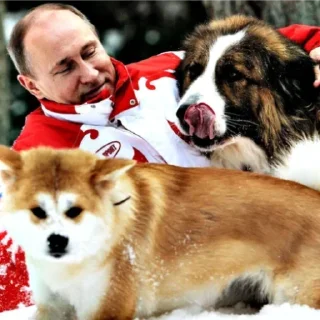🐶 emoji Больше стикеров → @funny_stickerss Telegram sticker 22 of 49