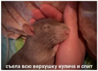 Sticker from очко бабки