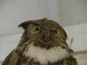 😡 emoji Birds alright. Telegram sticker 20 of 64