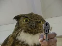 🔫 emoji Birds alright. Telegram sticker 18 of 64