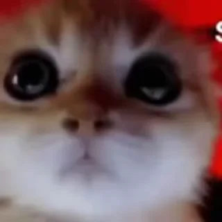 😡 emoji تشيز كيك ؟ Telegram sticker 10 of 82