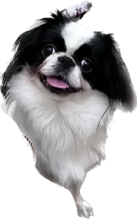 😋 emoji гав Telegram sticker 1 of 24