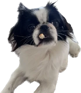 🥸 emoji гав Telegram sticker 20 of 24