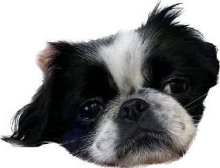 😌 emoji гав Telegram sticker 22 of 24