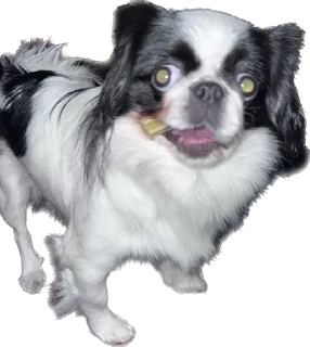 🤭 emoji гав Telegram sticker 7 of 24