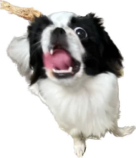 🦁 emoji гав Telegram sticker 10 of 24