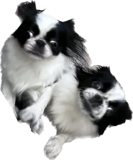 😐 emoji гав Telegram sticker 5 of 24